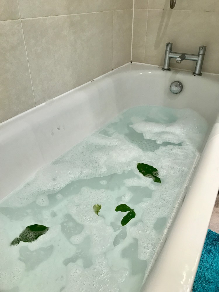 Pomelo Leaves floating in the bathtub